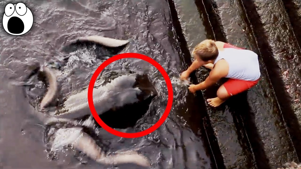News: Top 10 Strangest Creatures EVER Caught On Camera